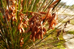 Thamnochortus bachmannii