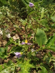 Solanum virginianum