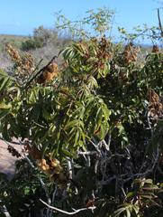 Melianthus