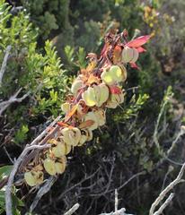 Melianthus