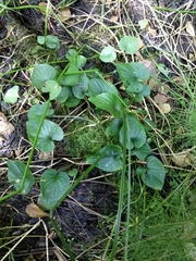 Viola uliginosa
