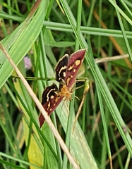 Pyrausta aurata