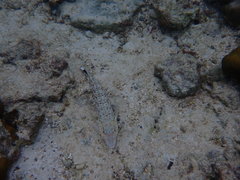 Parapercis hexophtalma