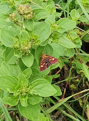Pyrausta aurata