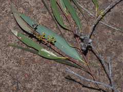 Eucalyptus falciformis