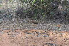 Caprimulgus madagascariensis