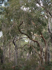 Eucalyptus falciformis