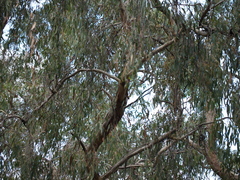 Eucalyptus falciformis