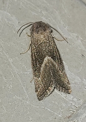 Plagiomimicus spumosum