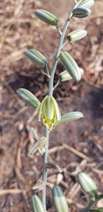 Albuca glauca