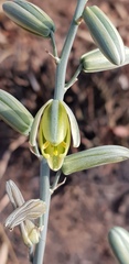 Albuca glauca