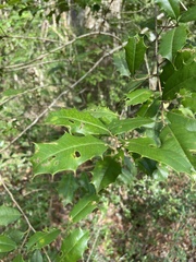 Ilex opaca image
