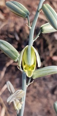 Albuca glauca