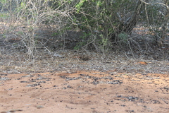 Caprimulgus madagascariensis