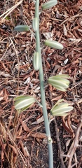 Albuca glauca
