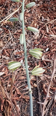 Albuca glauca