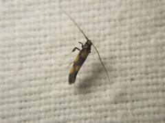 Euspilapteryx auroguttella