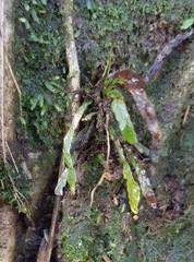 Notogrammitis angustifolia