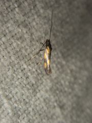 Euspilapteryx auroguttella