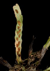 Notogrammitis angustifolia