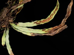 Notogrammitis angustifolia