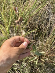 Penstemon grandiflorus