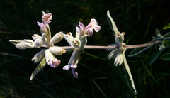 Stachys rugosa