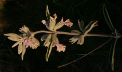 Stachys rugosa
