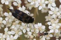 Variimorda villosa