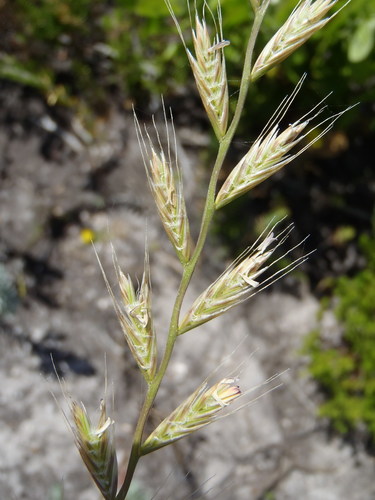 Lolium multiflorum