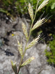 Azevém (Lolium multiflorum)