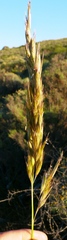 Tenaxia stricta