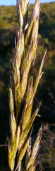 Tenaxia stricta