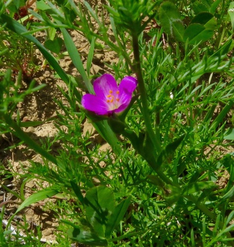 iNaturalist observation photo of redmaids