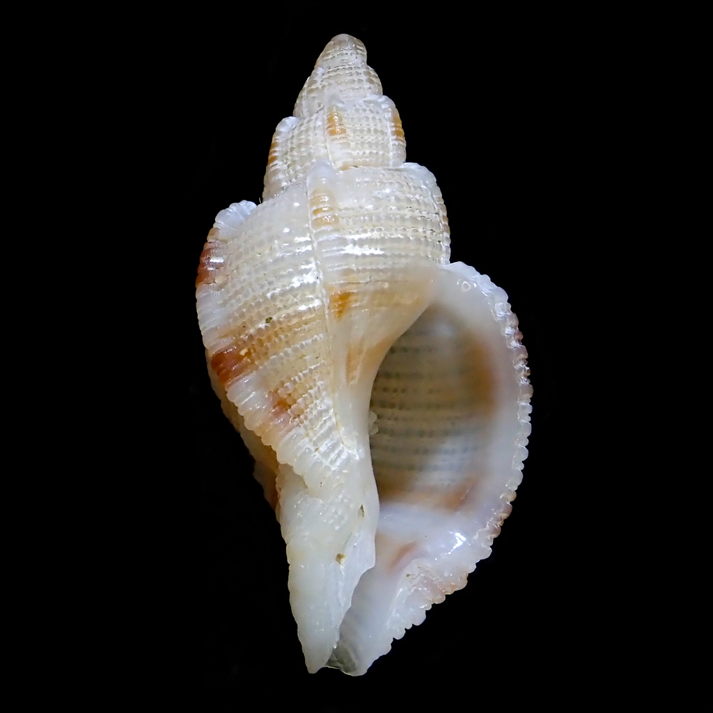 Phyllocoma speciosa