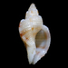 Phyllocoma speciosa - Photo 由 Steve Smith 所上傳的 (c) Steve Smith，保留部份權利CC BY-NC-ND