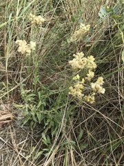 Helichrysum arenarium