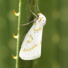 Philtraea paucimacula