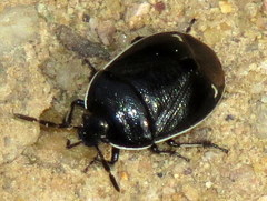 Sehirus cinctus albonotatus