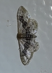 Idaea occidentaria