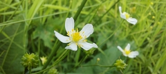 Ranunculus aconitifolius