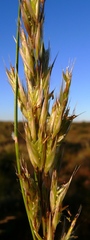 Tenaxia stricta