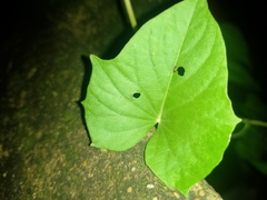 Ipomoea alba