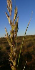 Tenaxia stricta