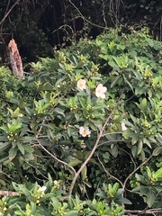 Gordonia lasianthus