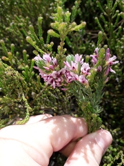 Amphithalea ericifolia