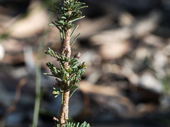 Dillwynia ramosissima