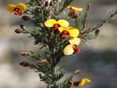 Dillwynia ramosissima