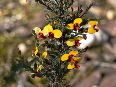Dillwynia ramosissima