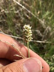 Dalea candida oligophylla